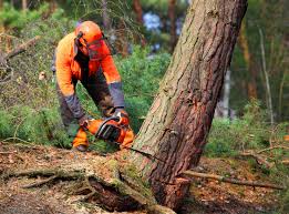 Best Fruit Tree Pruning  in Lake Delton, WI