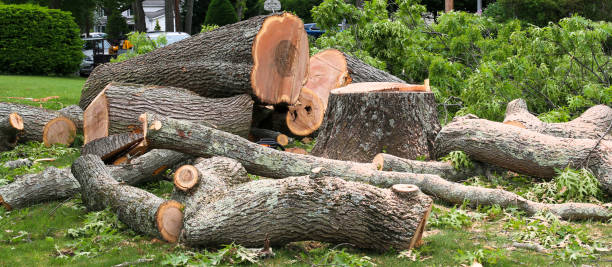 Reliable Lake Delton, WI Tree Care Solutions