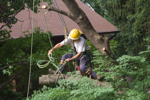 Best Arborist Consultation Services  in Lake Delton, WI