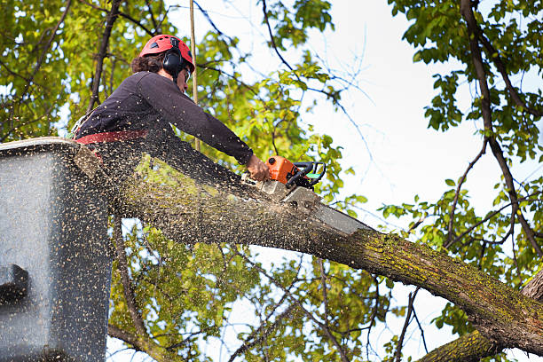 Lawn Irrigation Installation and Maintenance in Lake Delton, WI
