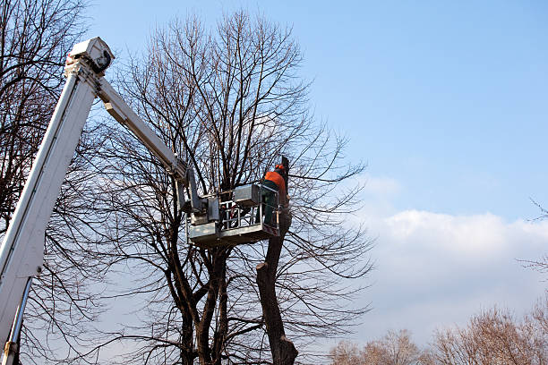 How Our Tree Care Process Works  in  Lake Delton, WI