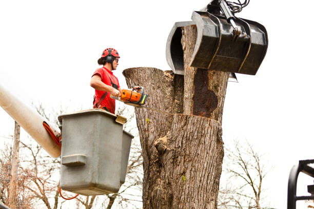 Best Tree Risk Assessment  in Lake Delton, WI
